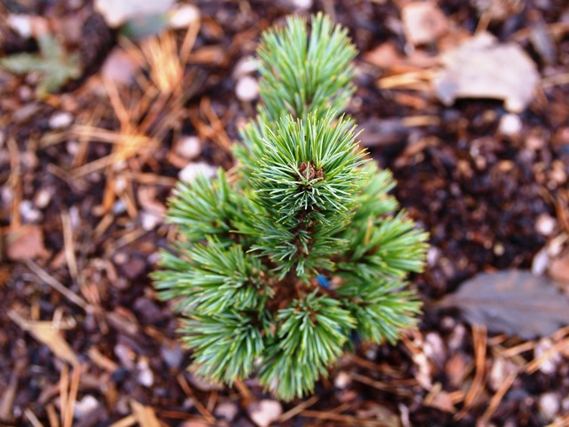 Pinus flexilis 'Tiny Temple'