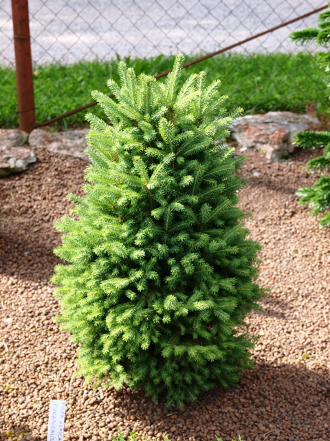 Picea glauca 'Pyramidalis'