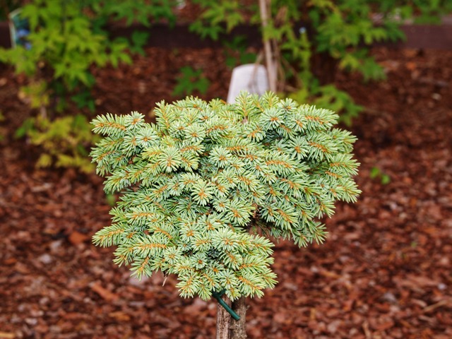 Picea glauca var. albertiana 'Albertiana W.B.'