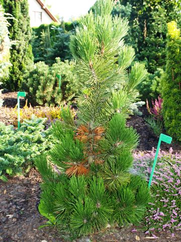 Pinus heldreichii 'Dolce Dorme'