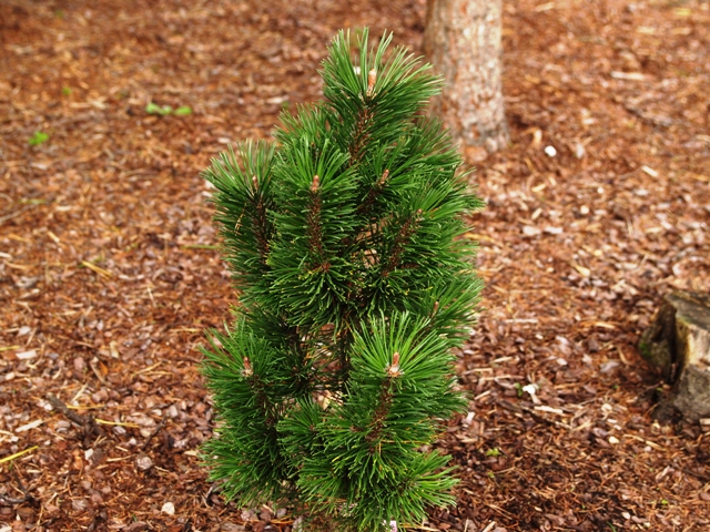 Pinus mugo 'Andrzej'