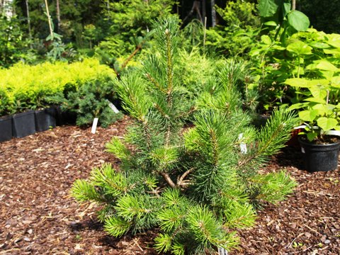 Pinus mugo 'Brevifolia'