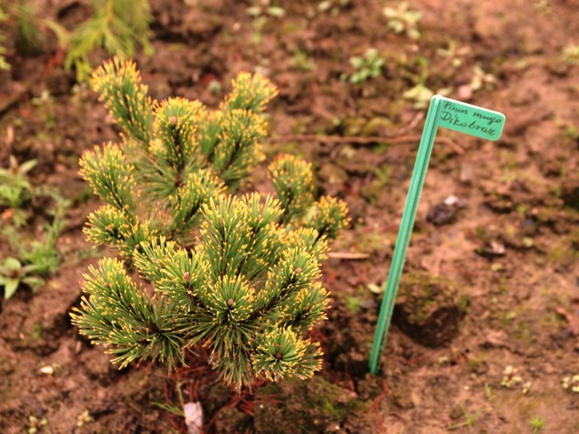 Pinus mugo 'Dikobraz'