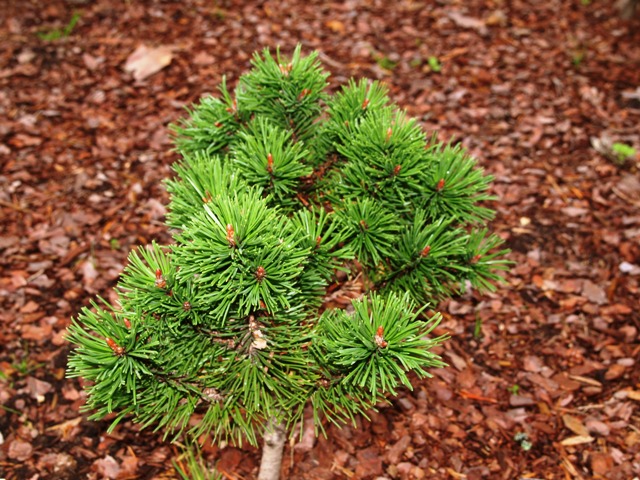 Pinus mugo 'Drakula'