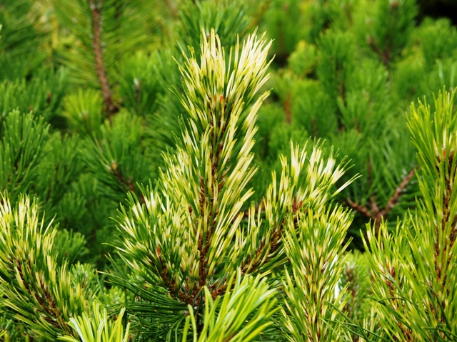 Pinus mugo 'Frühlingsgold'