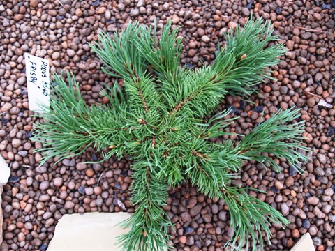 Pinus mugo 'Frisby'