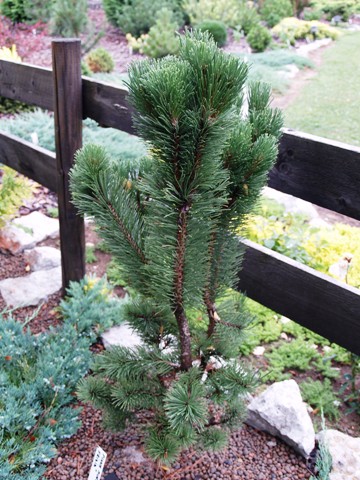 Pinus mugo 'Frisia'