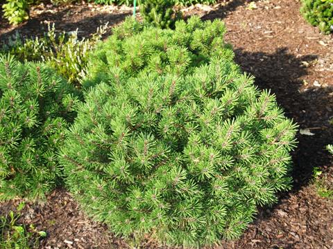 Pinus mugo 'Fructata'