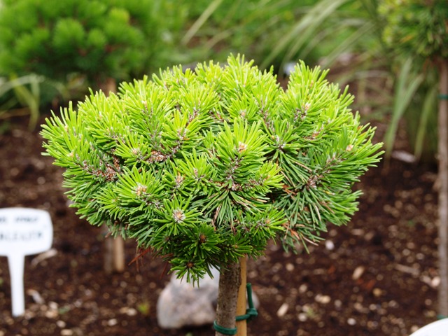 Pinus mugo 'Hardy'