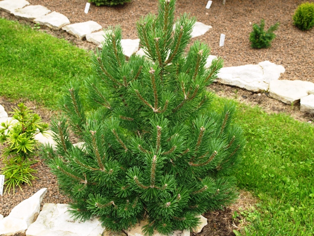 Pinus mugo 'Knapenburg'
