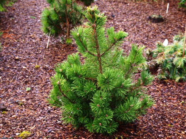 Pinus mugo 'Korbal'