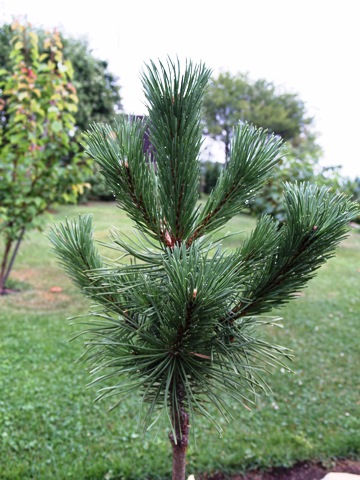 Pinus mugo 'Krakus'