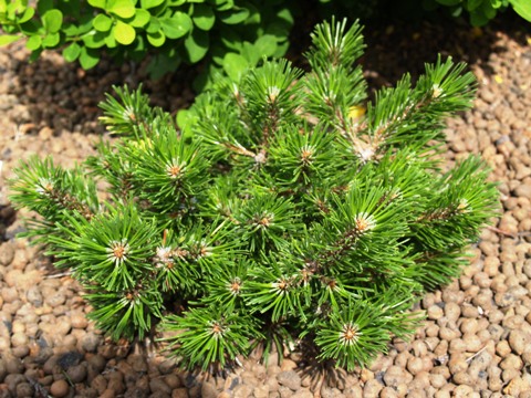Pinus mugo 'Lindenau Bubika'