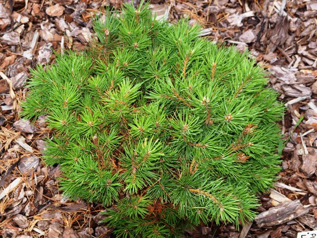Pinus mugo 'Little Bud'