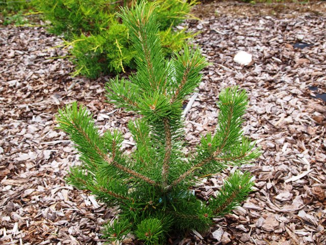 Pinus mugo 'Majela Cristata'