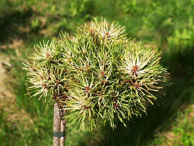 Pinus mugo 'Milky Way(Vereijken)'