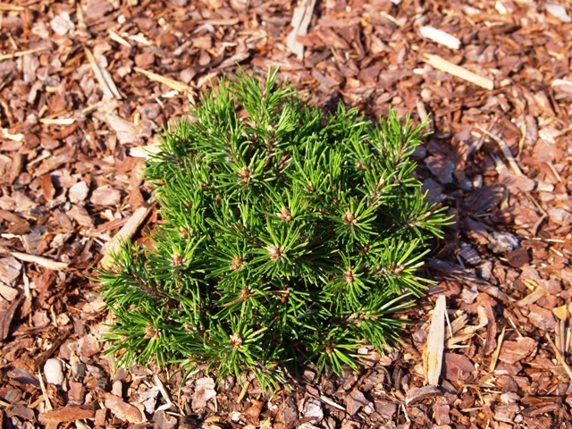 Pinus mugo 'Mini Mini'