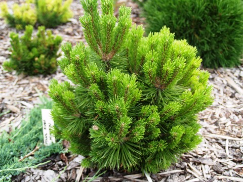 Pinus mugo 'Minikin'