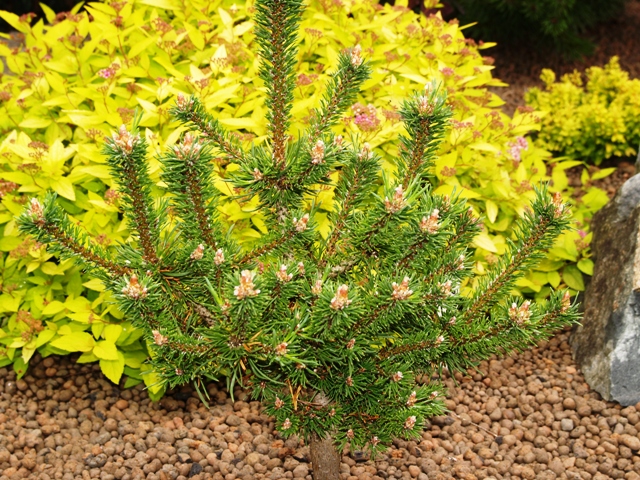 Pinus mugo 'Minima Kalouš'