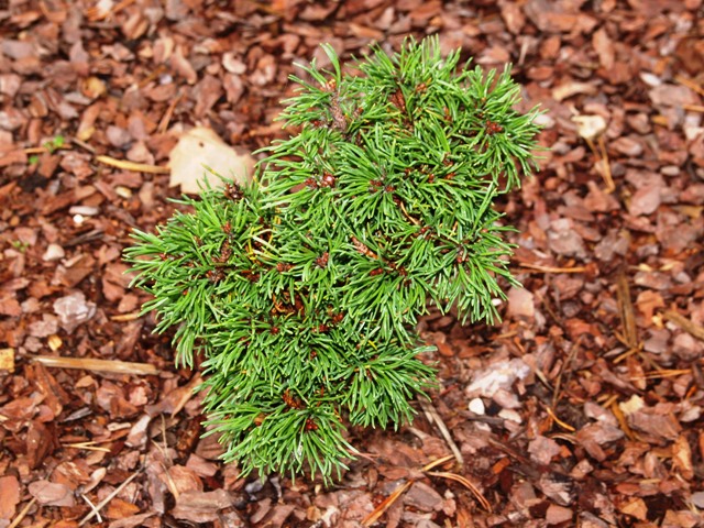 Pinus mugo 'Romulus'