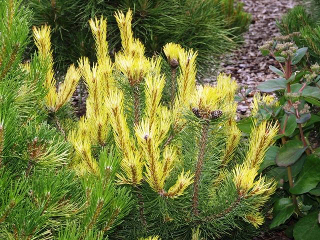 Pinus mugo 'Rositech'