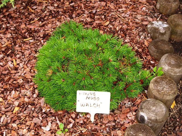 Pinus mugo 'Walch'