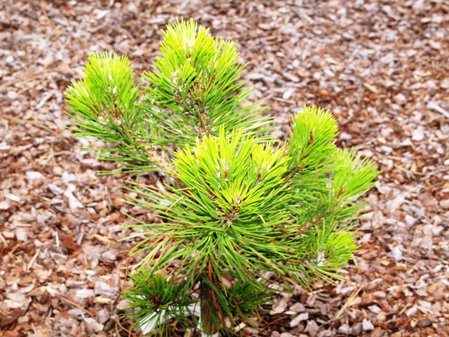 Pinus nigra 'Black Prince'