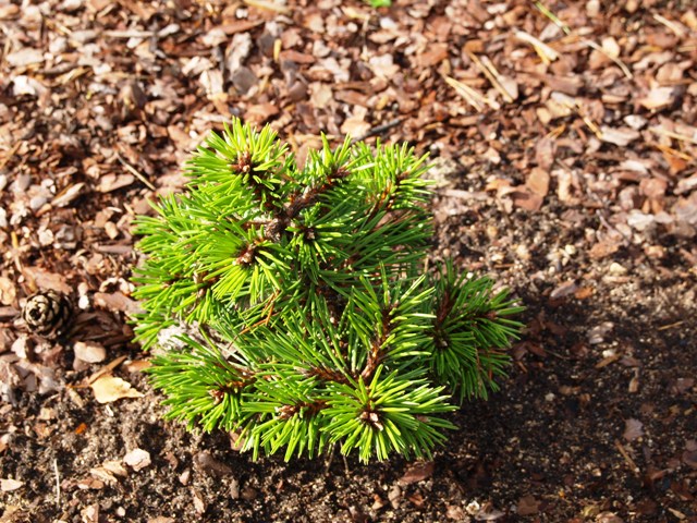 Pinus nigra 'Bobo'