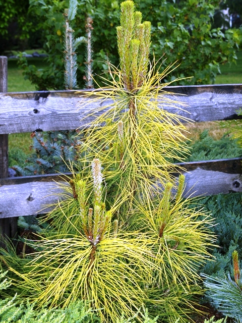 Pinus nigra 'Goldfingers'