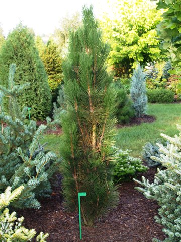 Pinus nigra 'Scholz'