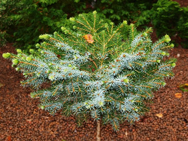 Picea omorika 'Minirockycany'