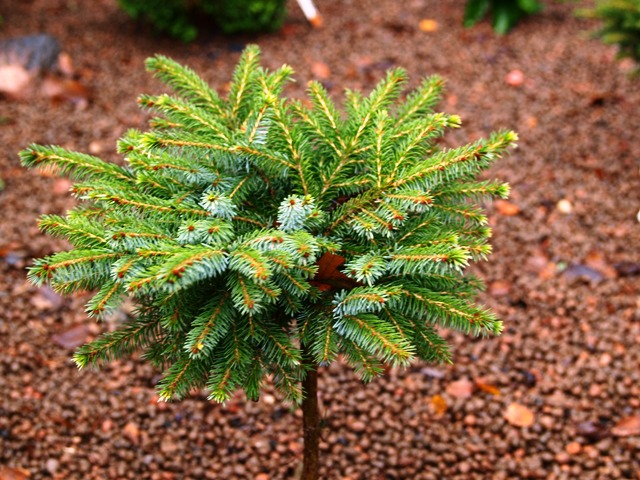 Picea omorika 'Minirockycany'