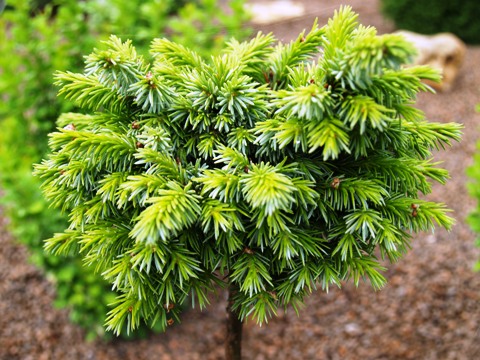 Picea omorika 'Pimpf'