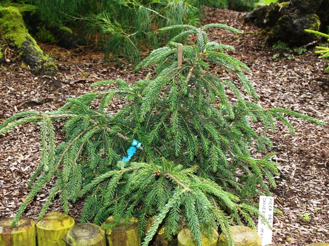 Picea orientalis 'Doverside Pendula'