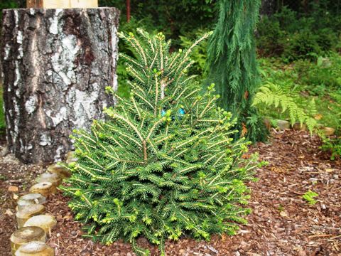 Picea orientalis 'Filip's Little Mound'