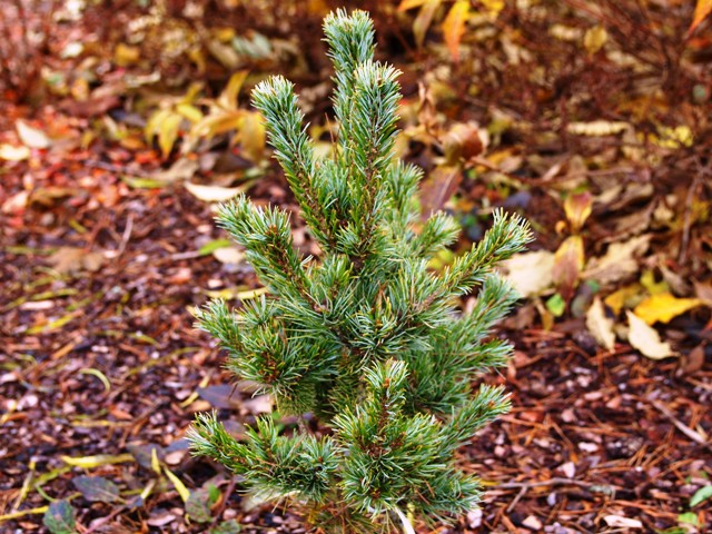 Pinus parviflora 'Blue Lou'