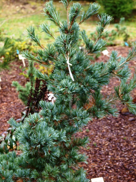 Pinus parviflora 'Brevifolia'