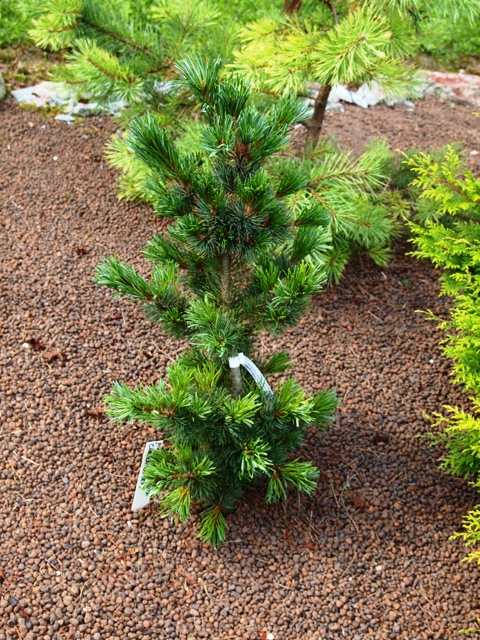 Pinus parviflora 'Chikuza Goten'