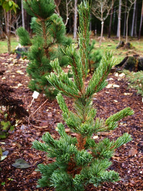 Pinus parviflora 'Dai-ho'