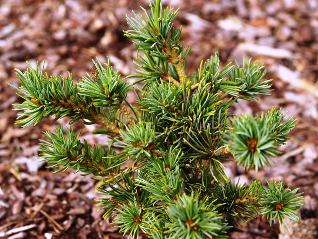 Pinus parviflora 'Kobe'