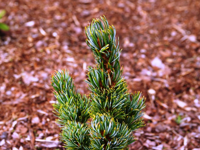 Pinus parviflora 'Meiko'
