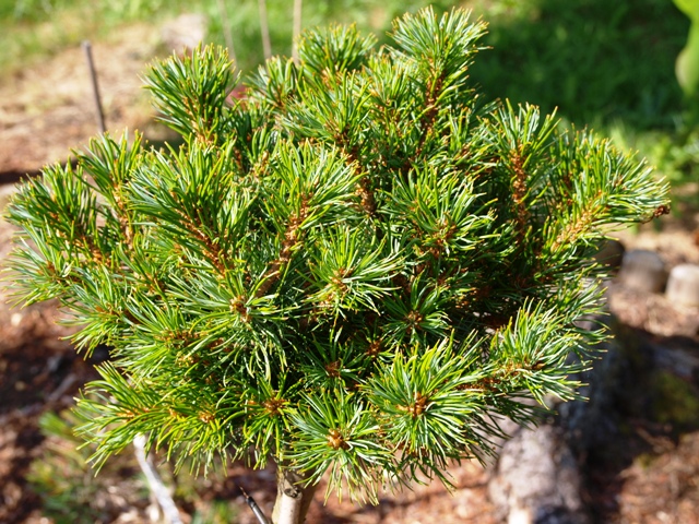 Pinus parviflora 'Middeltip'
