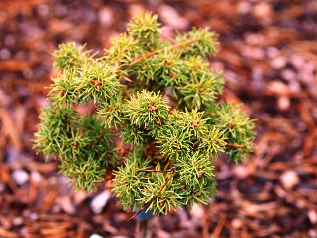 Pinus parviflora 'Richard Lee'