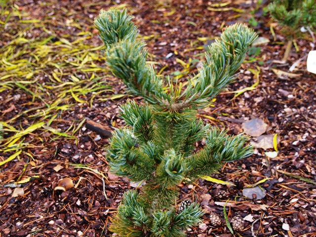 Pinus parviflora 'Tribune'