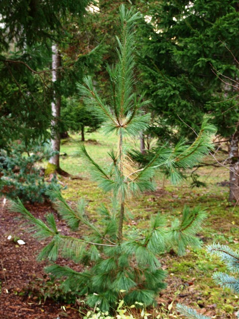 Pinus peuce x P. x schwerinii 'Fulda'