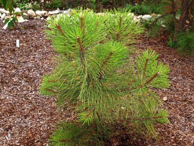 Pinus ponderosa 'Agnieszka'