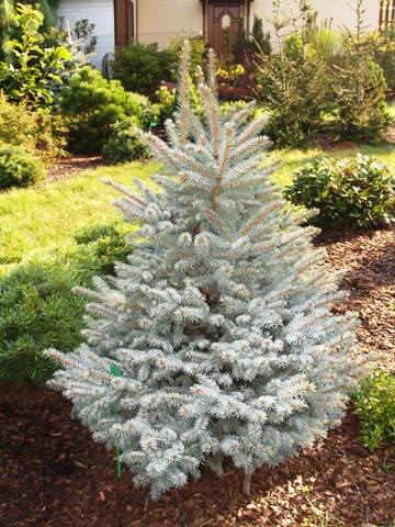 Picea pungens 'Barabits Compact'