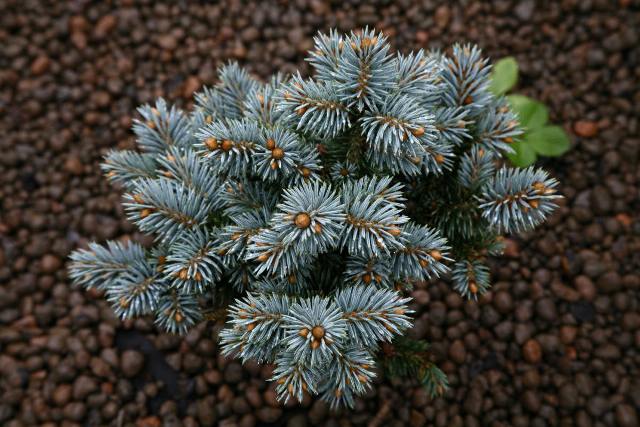 Picea pungens 'Blue Pearl'