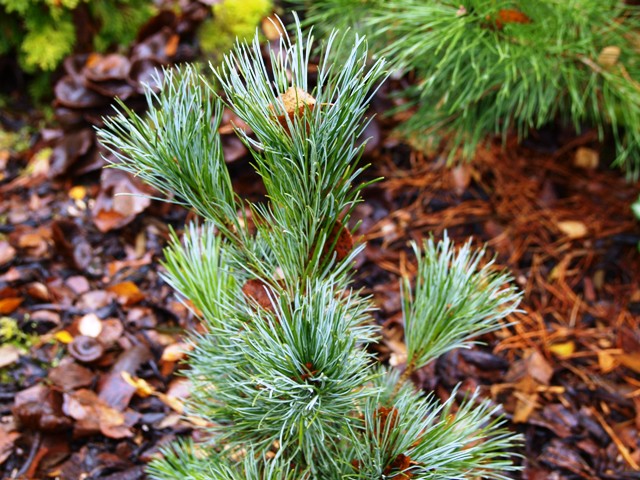 Pinus pumila 'Bonsai'