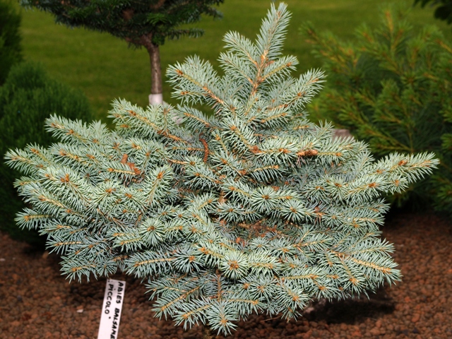 Picea pungens 'Bronisze'